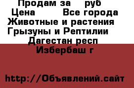 Продам за 50 руб. › Цена ­ 50 - Все города Животные и растения » Грызуны и Рептилии   . Дагестан респ.,Избербаш г.